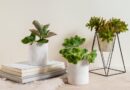 Using Potted Plants to Create Relaxed Workspaces