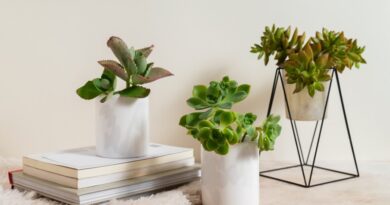 Using Potted Plants to Create Relaxed Workspaces