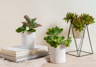 Using Potted Plants to Create Relaxed Workspaces